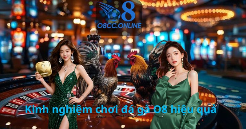 Kinh nghiệm chơi đá gà O8 hiệu quả